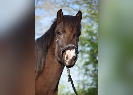 Caballos islandeses, Semental, 3 años, 140 cm