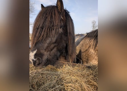 Caballos islandeses, Semental, 3 años, 140 cm