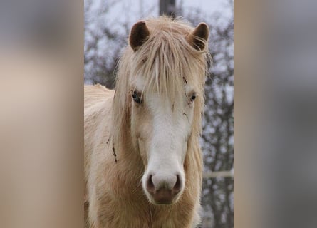 Caballos islandeses, Semental, 3 años, 140 cm, Palomino