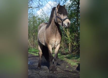 Caballos islandeses, Semental, 3 años, 142 cm