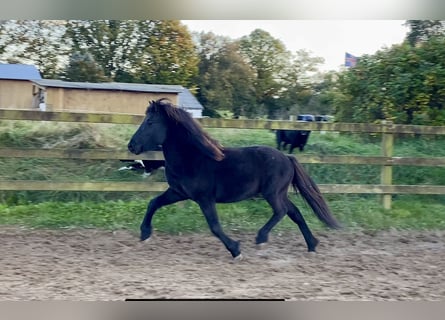 Caballos islandeses, Semental, 3 años, 142 cm, Negro