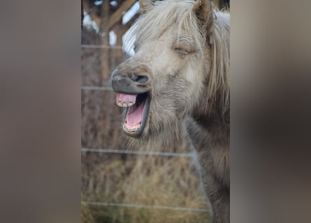 Caballos islandeses, Semental, 3 años, 144 cm