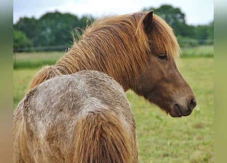 Caballos islandeses, Semental, 3 años, Palomino