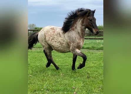 Caballos islandeses, Semental, 4 años, 140 cm, Castaño-ruano