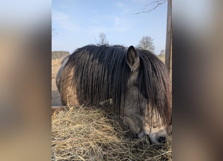 Caballos islandeses, Semental, 4 años, 142 cm