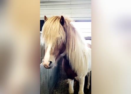 Caballos islandeses, Semental, 4 años, 145 cm, Tobiano-todas las-capas