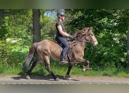 Caballos islandeses, Semental, 6 años, 134 cm