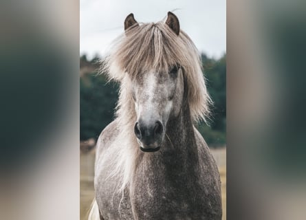 Caballos islandeses, Semental, 7 años, 145 cm, Tordo