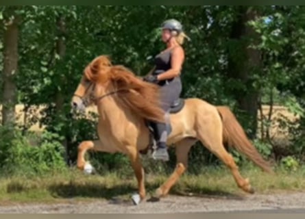 Caballos islandeses, Semental, 7 años, 147 cm, Bayo