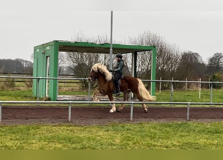 Caballos islandeses, Semental, 8 años, 150 cm, Alazán