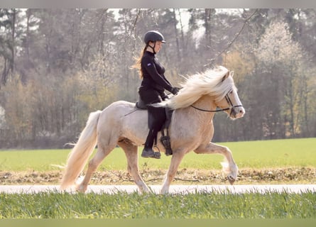 Caballos islandeses, Semental, 9 años, 142 cm, Palomino