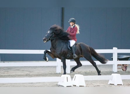 Caballos islandeses, Semental, 18 años, 145 cm, Castaño