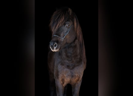 Caballos islandeses, Semental, 6 años, 147 cm, Negro