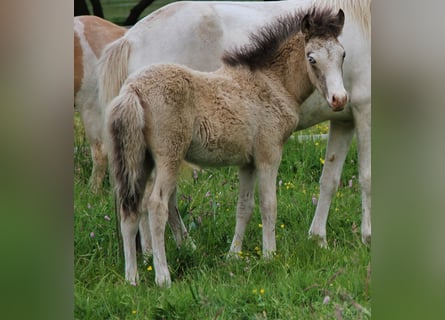 Caballos islandeses, Semental, , 140 cm, Buckskin/Bayo