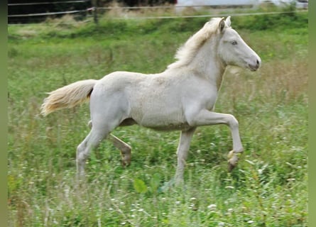 Caballos islandeses, Semental, Potro (05/2024), 142 cm, Perlino