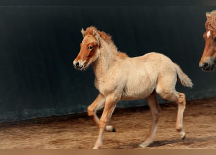 Caballos islandeses, Semental, Potro (07/2025), 145 cm, Bayo