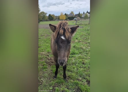 Caballos islandeses, Semental, Potro (06/2025), Bayo