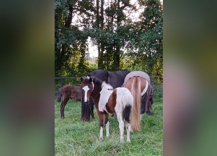 Caballos islandeses, Semental, Potro (06/2024)