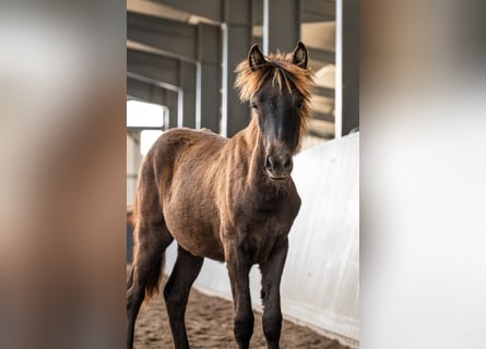 Caballos islandeses, Semental, Potro (01/2026), Negro