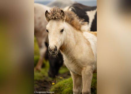 Caballos islandeses, Semental, Potro (06/2025), Tobiano-todas las-capas