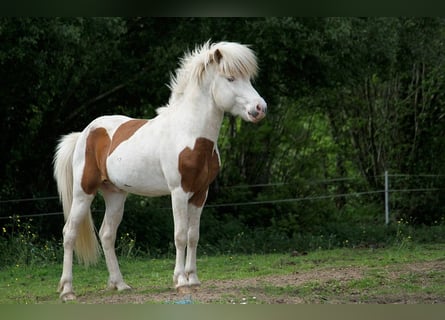 Caballos islandeses, Semental, 5 años, 140 cm, Tovero-todas las-capas