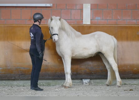 Caballos islandeses, Semental, 5 años, 143 cm, White/Blanco