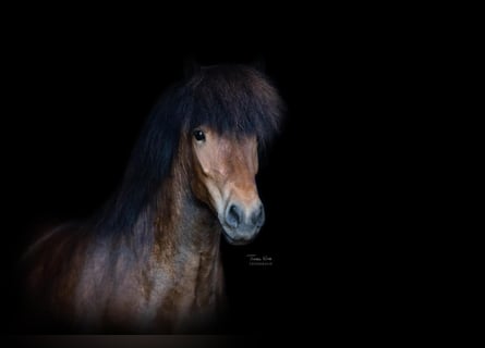 Caballos islandeses, Yegua, 10 años, 137 cm, Castaño