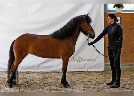 Caballos islandeses, Yegua, 10 años, 138 cm, Castaño rojizo