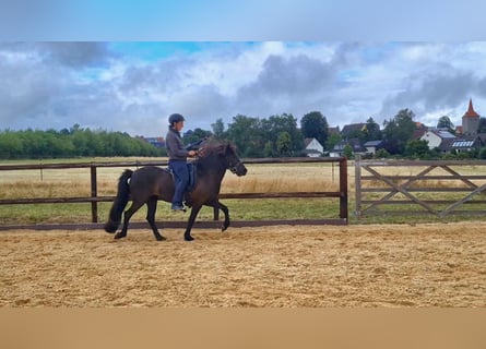 Caballos islandeses, Yegua, 10 años, 138 cm, Negro