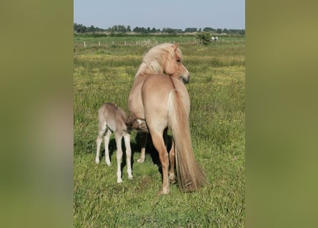 Caballos islandeses, Yegua, 10 años, 143 cm, Red Dun/Cervuno