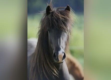 Caballos islandeses, Yegua, 10 años, Negro