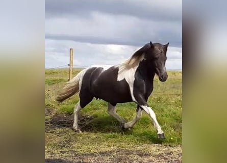 Caballos islandeses, Yegua, 10 años, Pío