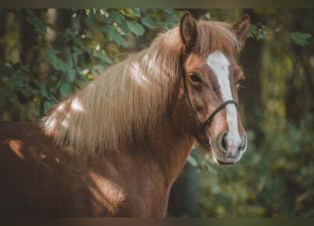 Caballos islandeses, Yegua, 11 años, 137 cm, Alazán