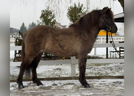 Caballos islandeses, Yegua, 11 años, 141 cm, Bayo