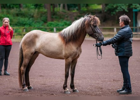 Caballos islandeses, Yegua, 11 años, 142 cm, Bayo