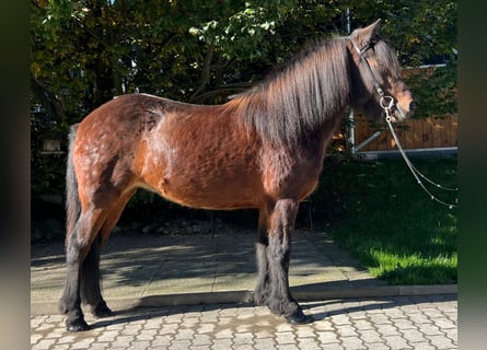 Caballos islandeses, Yegua, 11 años, 142 cm, Castaño