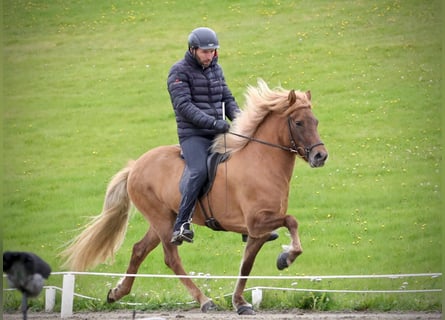 Caballos islandeses, Yegua, 11 años, 143 cm, Red Dun/Cervuno