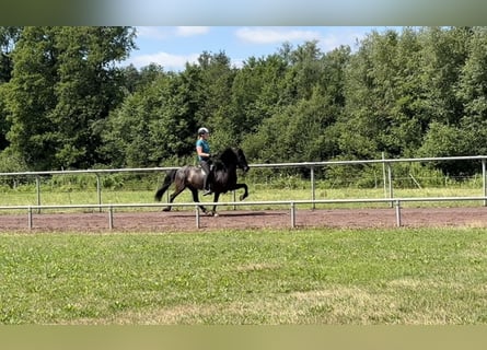 Caballos islandeses, Yegua, 11 años, 144 cm, Negro