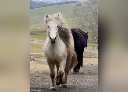 Caballos islandeses, Yegua, 11 años, 146 cm, Tordo