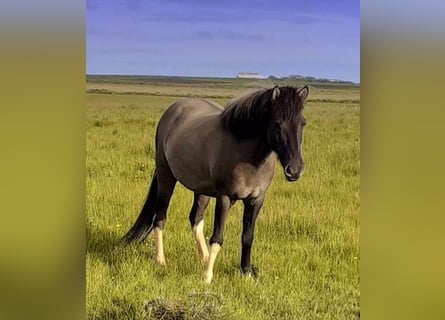 Caballos islandeses, Yegua, 11 años, Pío