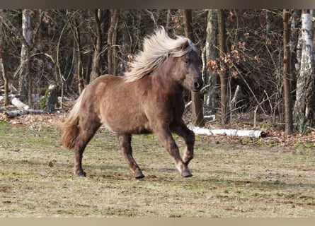 Caballos islandeses, Yegua, 12 años, 143 cm