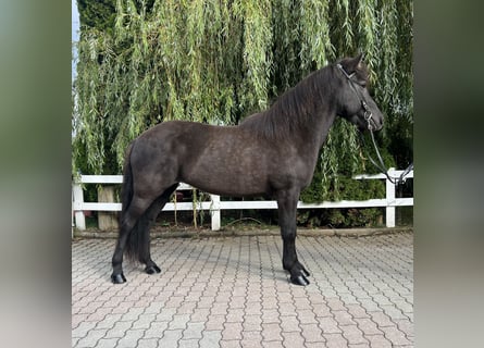 Caballos islandeses, Yegua, 12 años, 143 cm, Negro