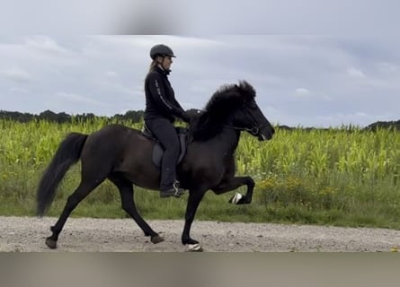 Caballos islandeses, Yegua, 12 años, 143 cm, Negro