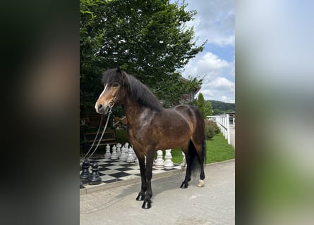 Caballos islandeses, Yegua, 12 años, 146 cm, Castaño