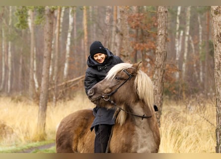 Caballos islandeses, Yegua, 13 años, 141 cm