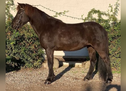 Caballos islandeses, Yegua, 13 años, 143 cm, Negro