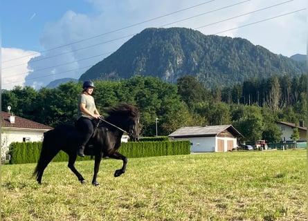 Caballos islandeses, Yegua, 13 años, 143 cm, Negro