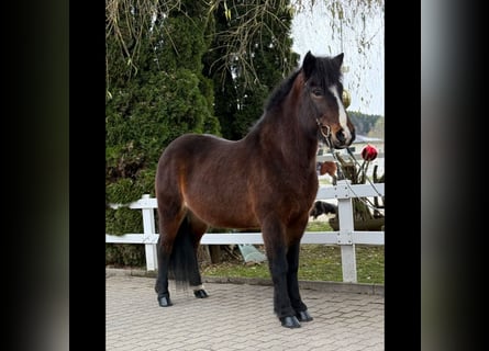 Caballos islandeses, Yegua, 13 años, 146 cm, Castaño