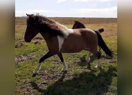 Caballos islandeses, Yegua, 13 años, Pío