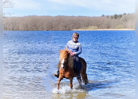 Caballos islandeses, Yegua, 14 años, 134 cm, Alazán